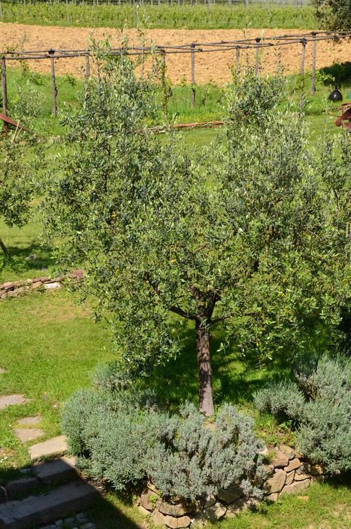 Agriturismo Al Podere Di Rosa ลุคคา ภายนอก รูปภาพ